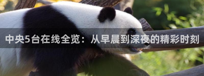 极速体育直播吧：中央5台在线全览：从早晨到深夜的精彩时刻
